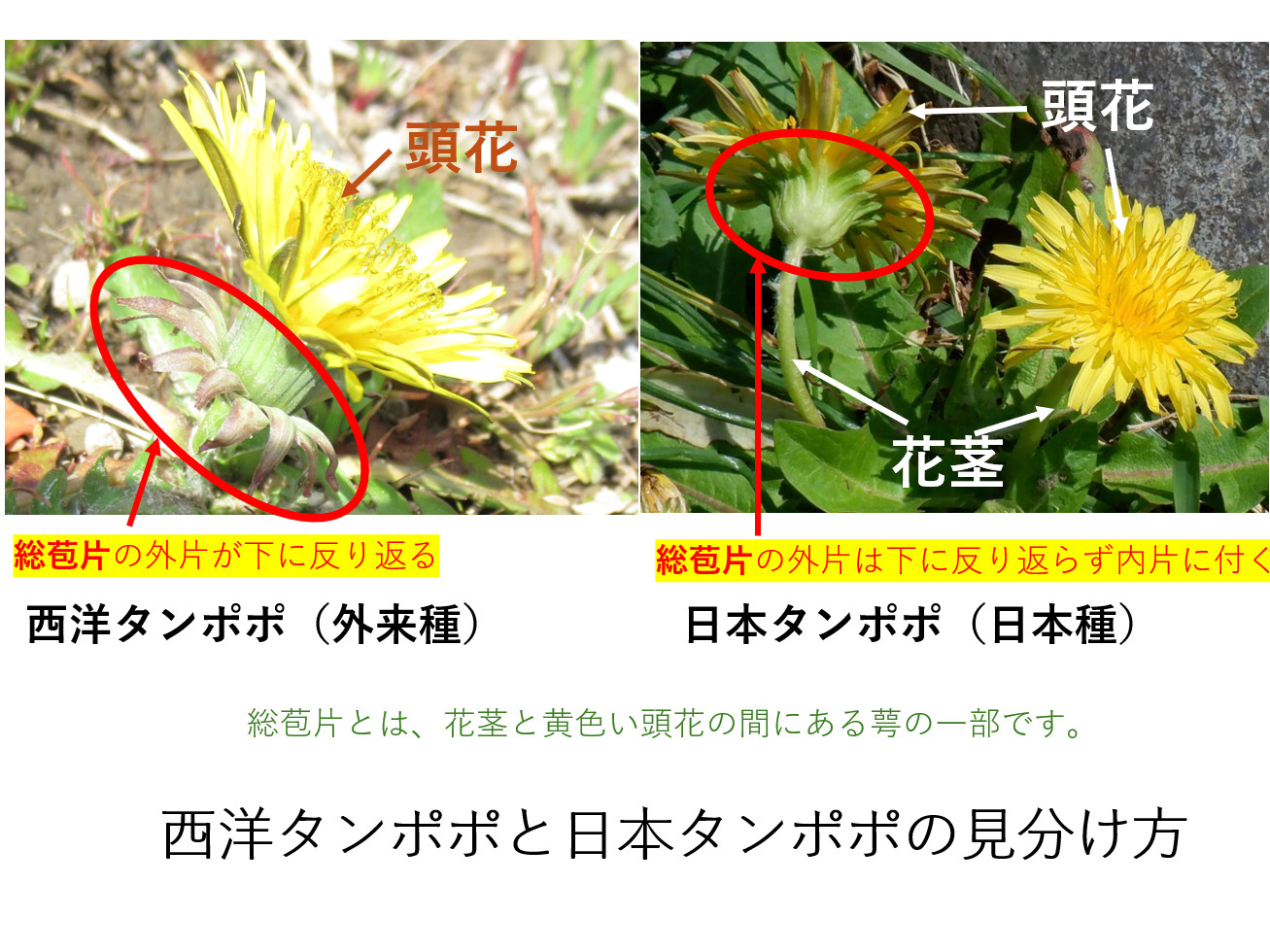 西洋タンポポと日本タンポポの見分け方