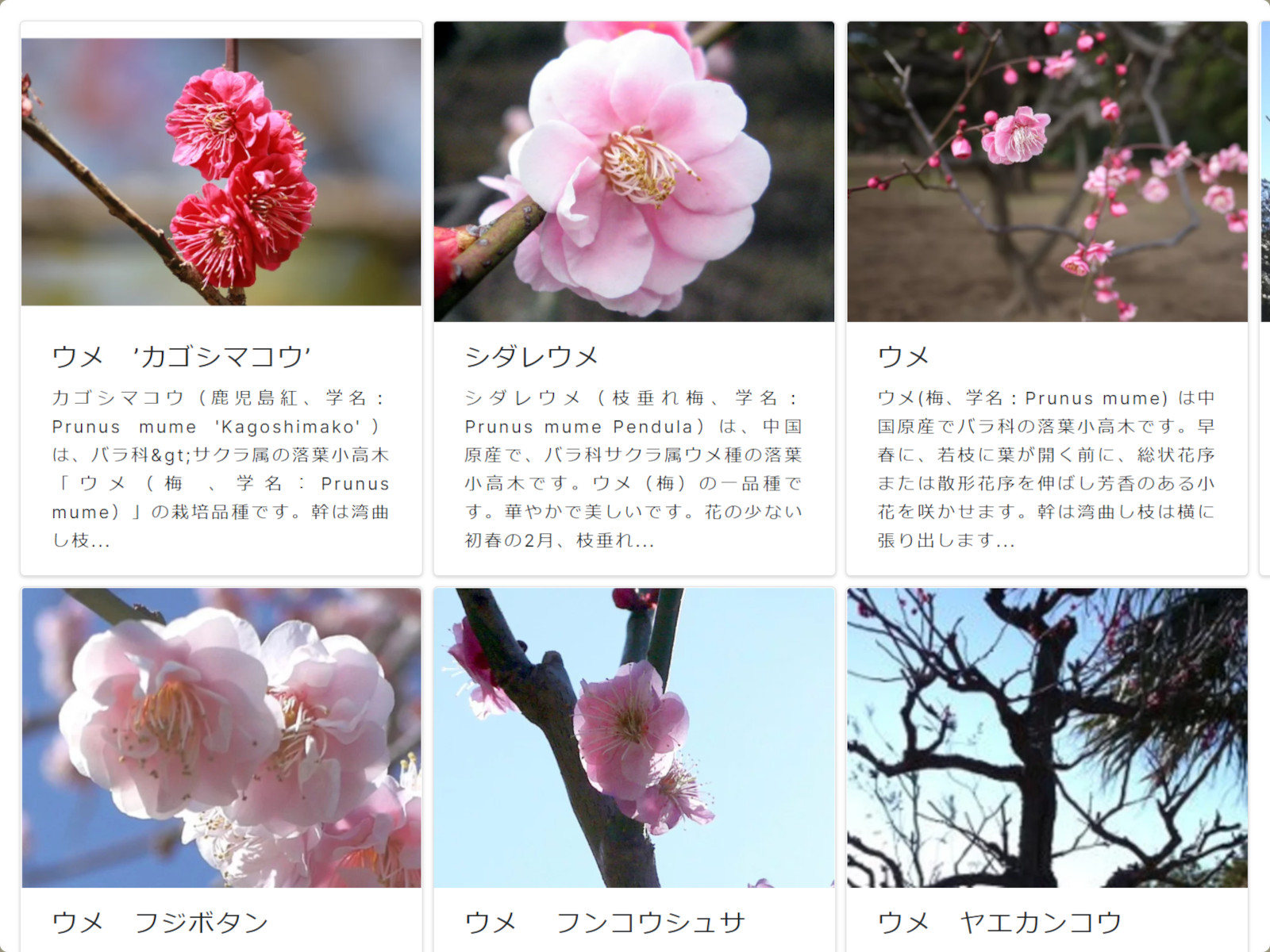 ア行の花図鑑 アイウエオ かぎけんweb ア行の花図鑑 アイウエオ かぎけんweb