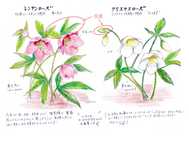 ヘレボルスオリエンタリスとニゲル