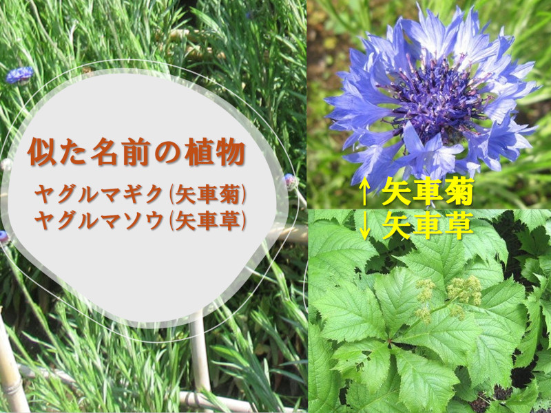  矢車菊（Yaguruma-giku）与矢車草（Yaguruma-sou）的区别