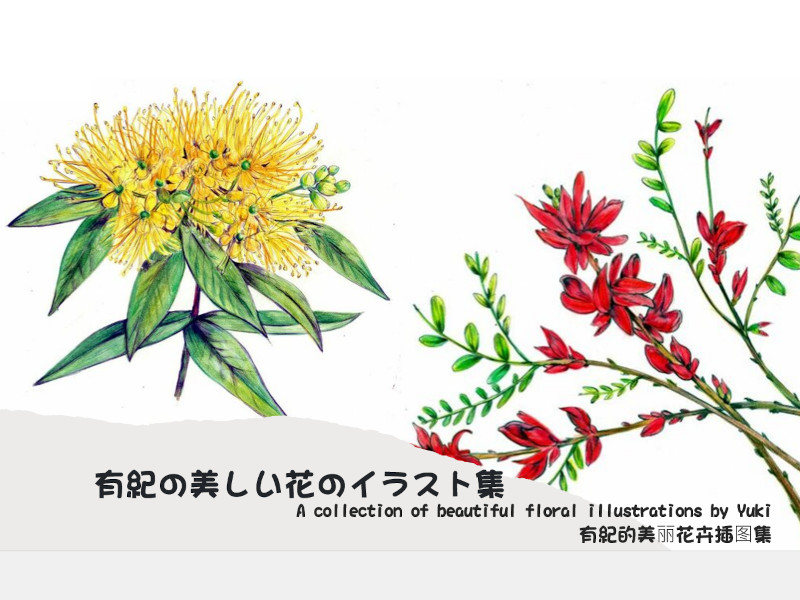 Yuki's beautiful flower illustrations