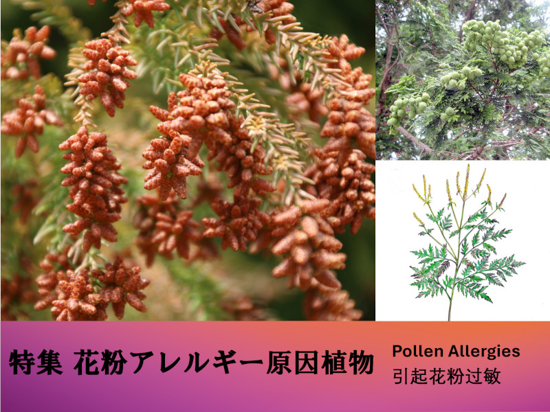 特集  花粉アレルギー