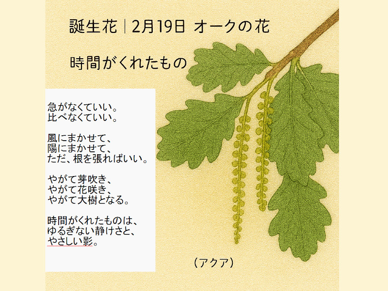 ranunculus-japonicus