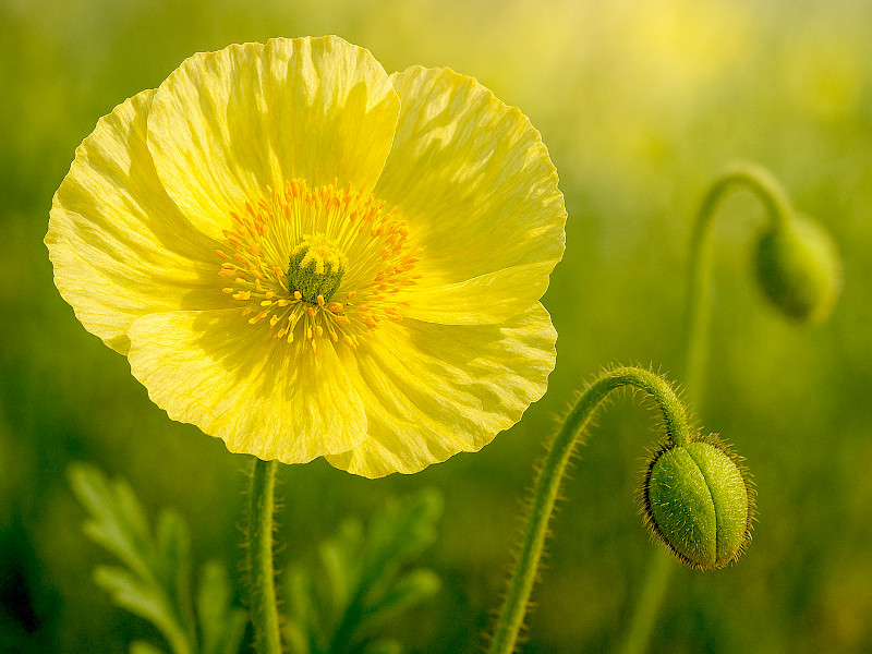 アイスランドポピー
