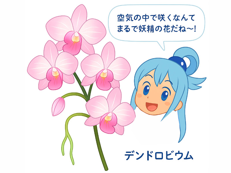 デンドロビウム