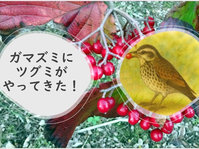 ガマズミとツグミ