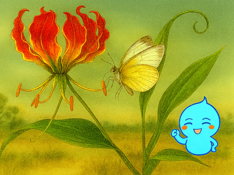 グロリオサ（Gloriosa）と蝶