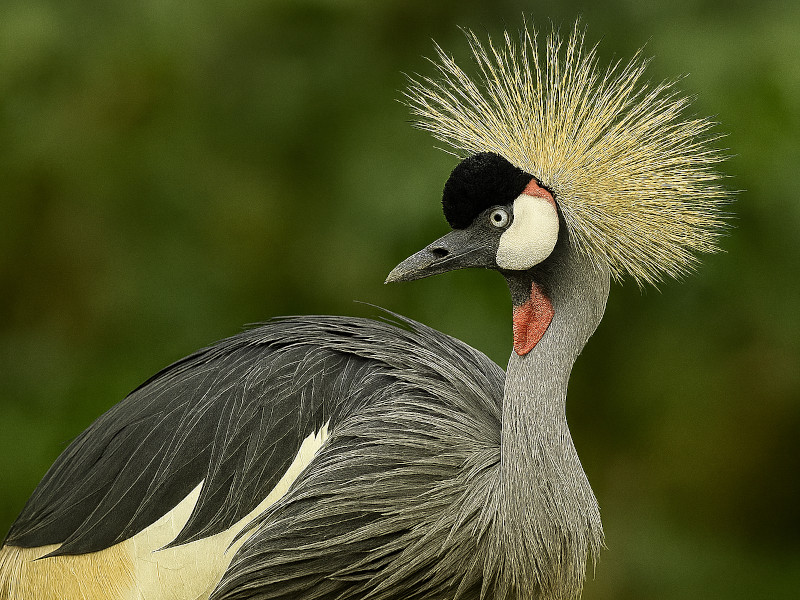 �z�I�W���J�������d���i�j�����߁j