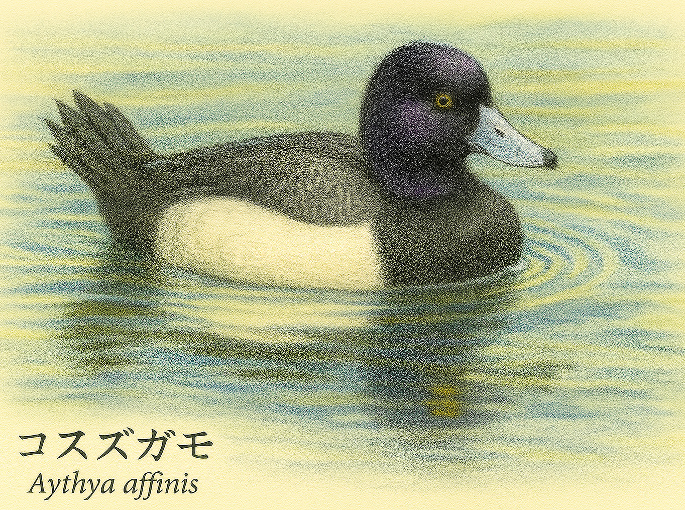 �R�X�Y�K��(���銛)