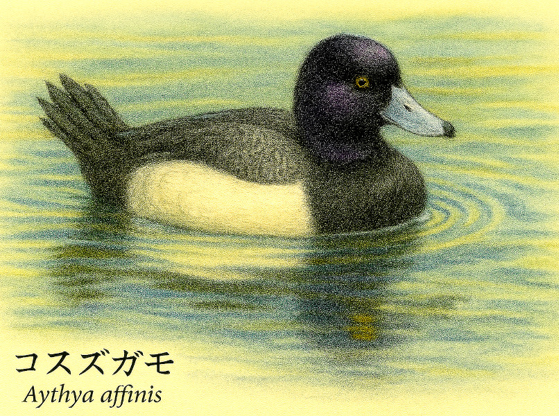 �R�X�Y�K��(���銛)