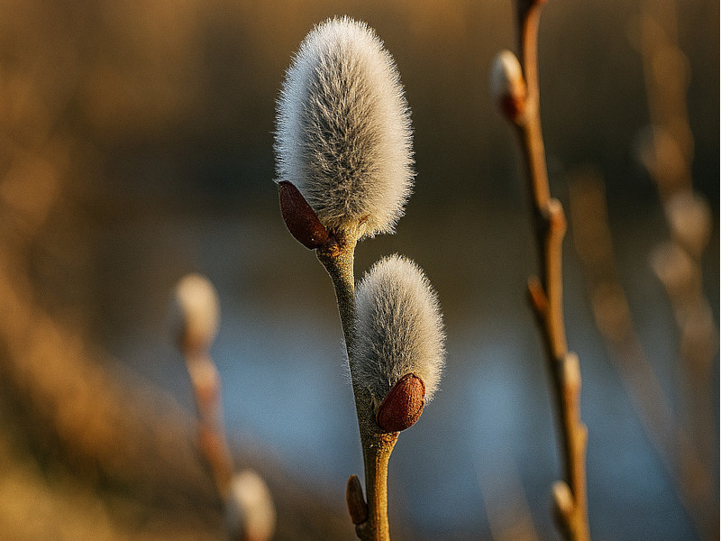 「ネコヤナギ」
