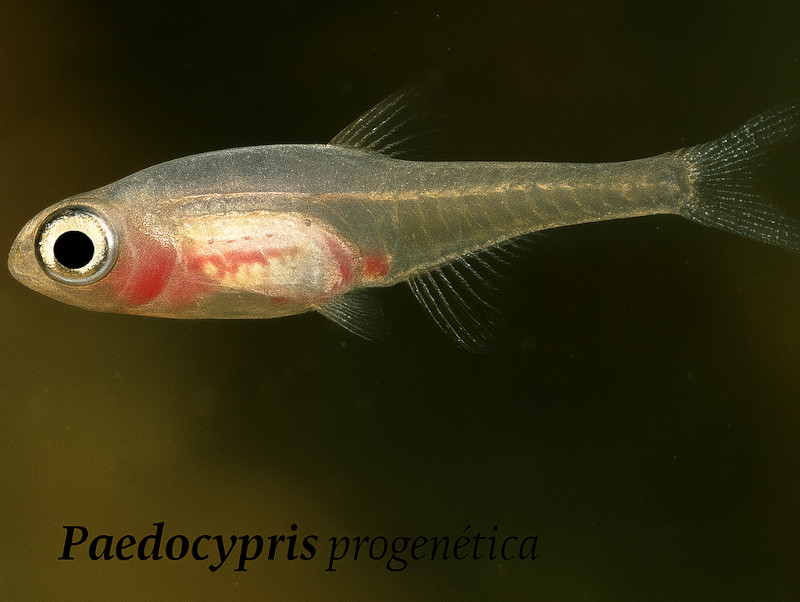pGhLvXvQl`J(/paedocypris-progenetica)