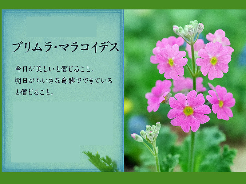 プリムラ・マラコイデス