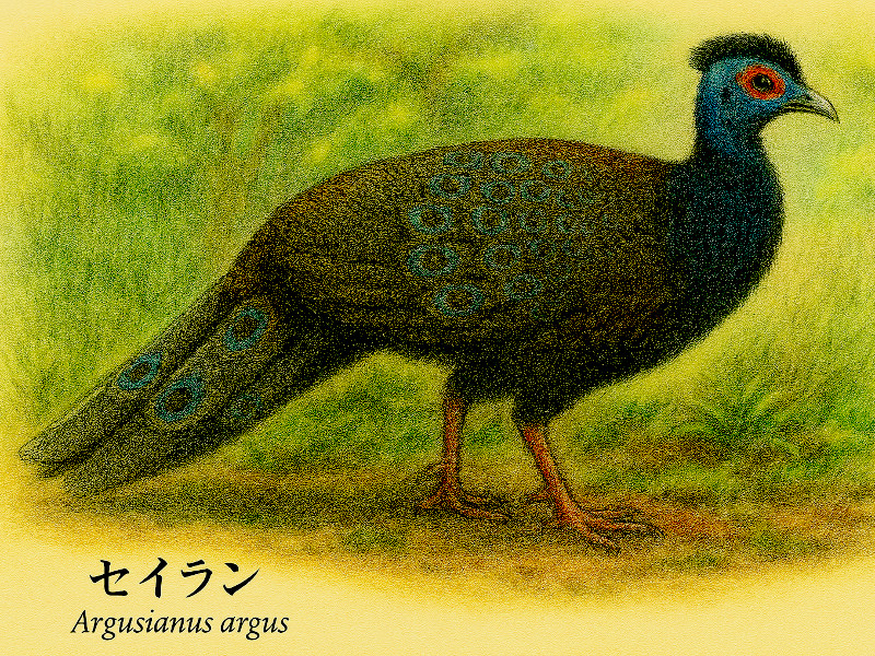 �Z�C����