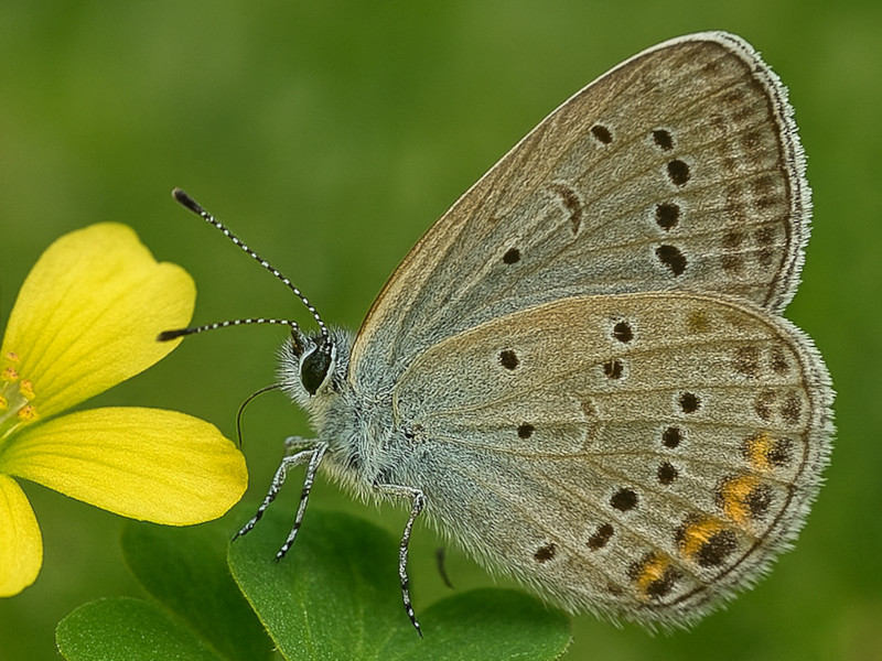 昆虫のヤマトシジミ