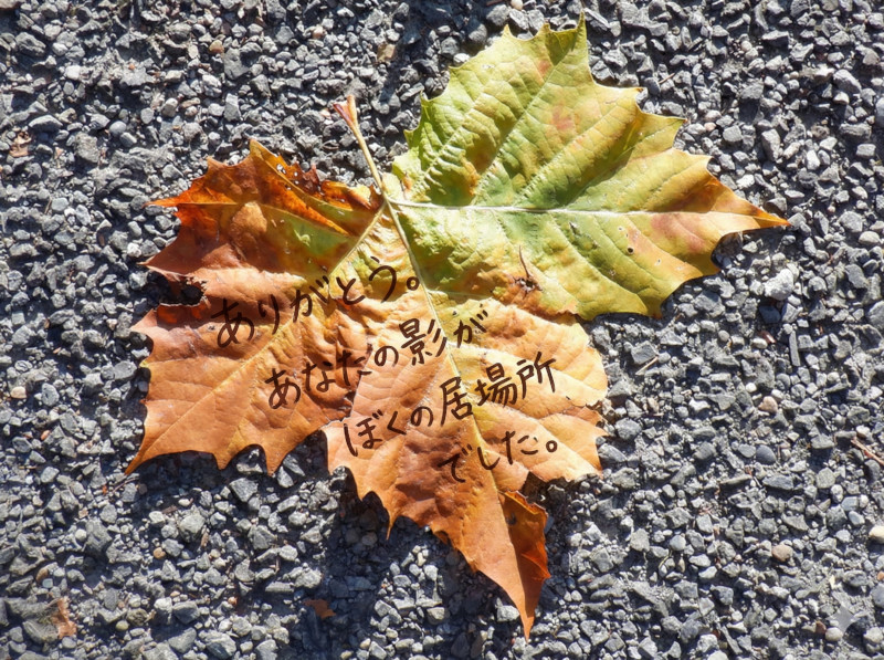 12月23日の誕生花