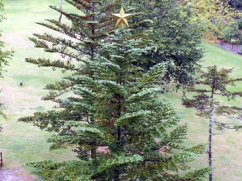 12月24日の誕生花