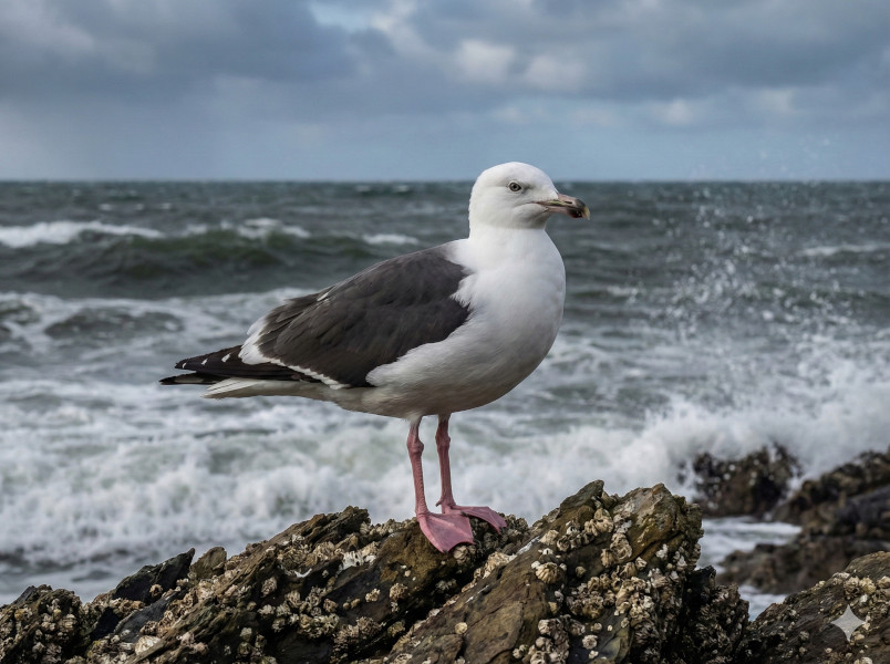 �Z�O���J����