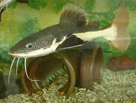 レッドテールキャットフィッシュ Redtail Catfish かぎけんweb