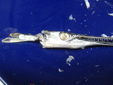 オキザヨリ 沖細魚 かぎけんweb