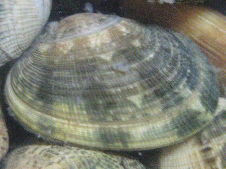アサリ 浅蜊 かぎけんweb