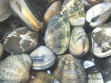 アサリ 浅蜊 かぎけんweb アサリ 浅蜊 かぎけんweb