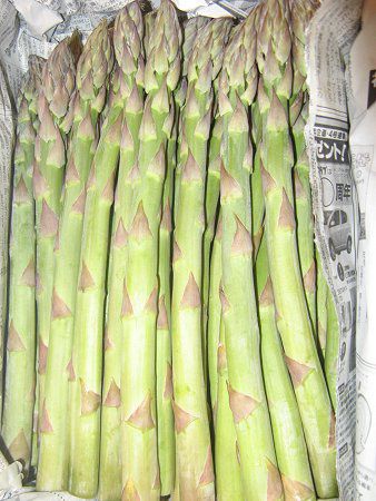 アスパラガス(Asparagus)【かぎけんWEB】
