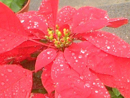|CZ`A(Poinsettia)