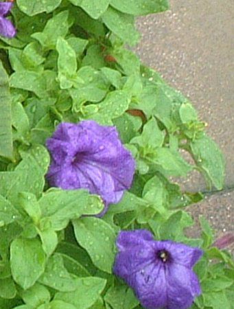 y`jA(Petunia)