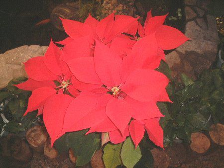 |CZ`A(Poinsettia)