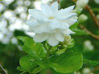Arabian jasmine