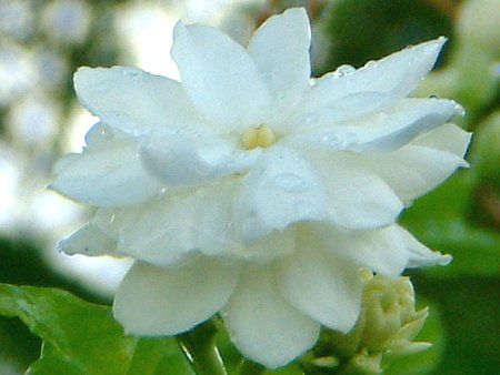 アラビアン ジャスミン Arabian Jasmine かぎけんweb