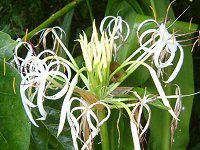 Ni(Crinum)