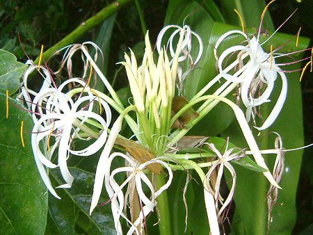 Ni(Crinum)