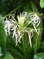 Ni(Crinum)