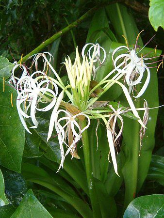 Ni(Crinum)