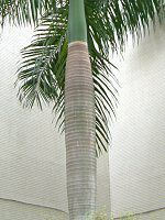 �g�b�N�����V(�������q)