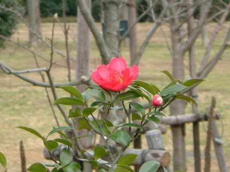 ヤブツバキ 藪椿 かぎけんweb ヤブツバキ 藪椿 かぎけんweb