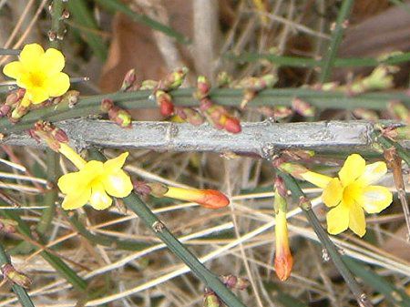 �I�E�o�C(���~)