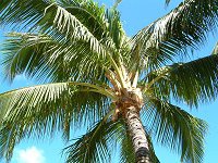 RRV(Coco nuts palm)