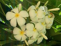 vAEu(Plumeria rubra)