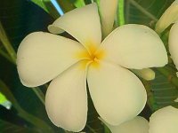 vAEu(Plumeria rubra)