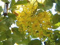 ゴールデンシャワー ツリー Golden Shower Tree かぎけんweb