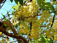 ゴールデンシャワー ツリー Golden Shower Tree かぎけんweb