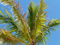 RRV(Coco nuts palm)