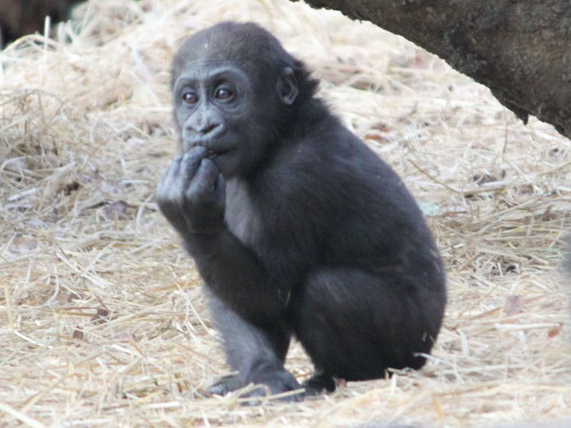 ���G�q�S����