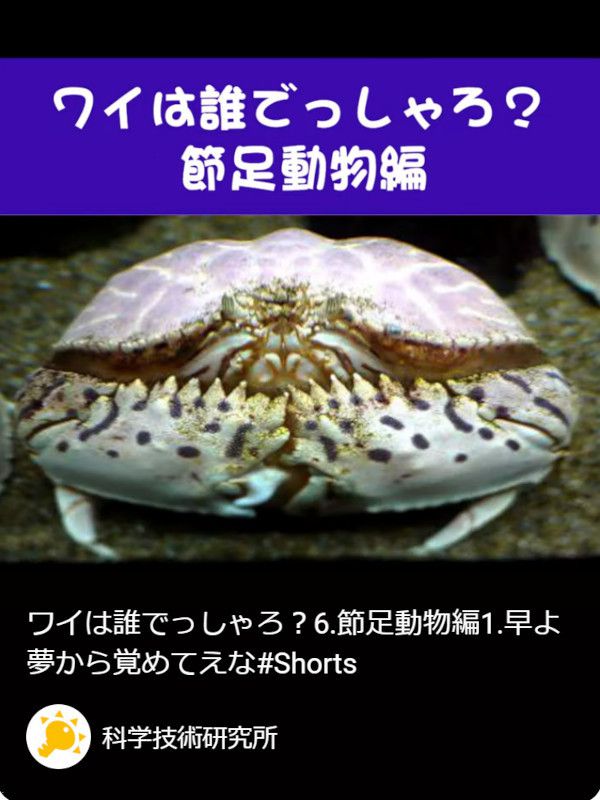 動物クイズ ⑥節足類編1.早よ夢から覚めてえな