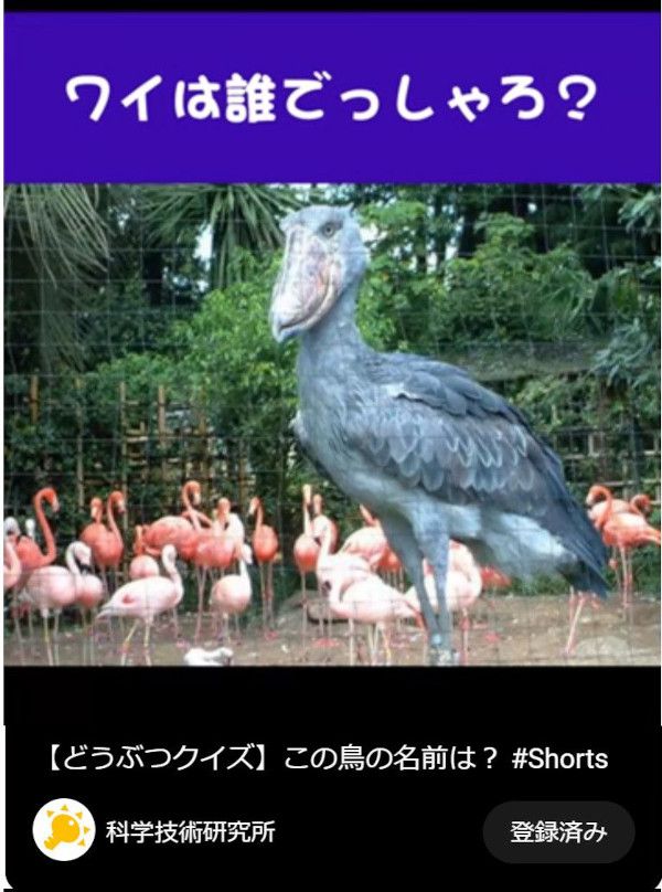 ワイ誰ショート動画 1.鳥園の呼び込み