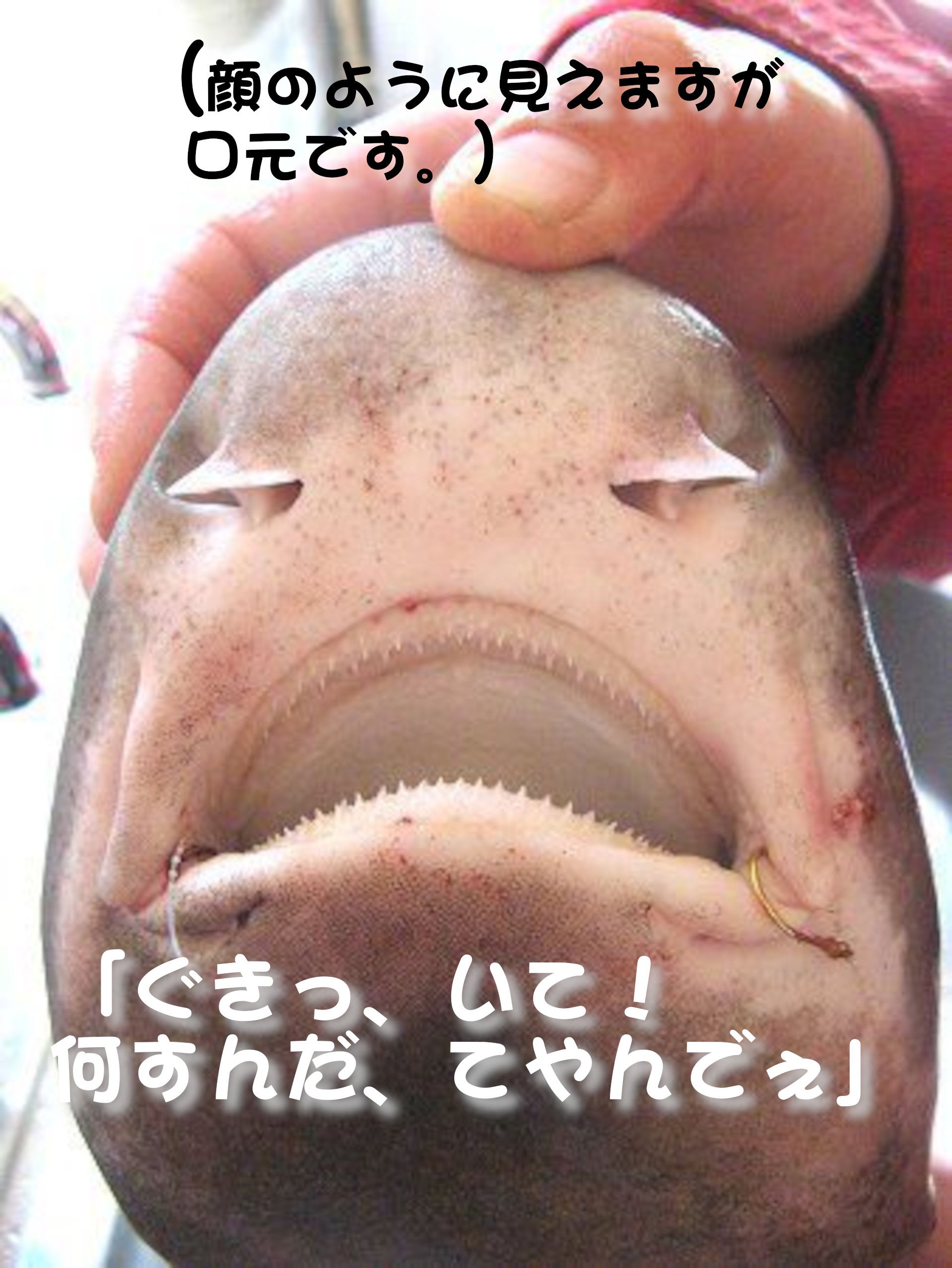 �G�C���N�u�J