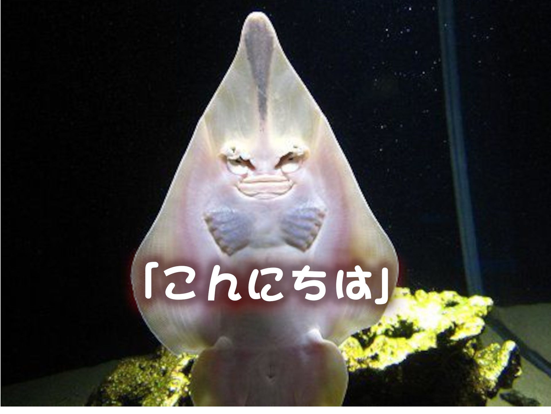 �T�J�^�U��